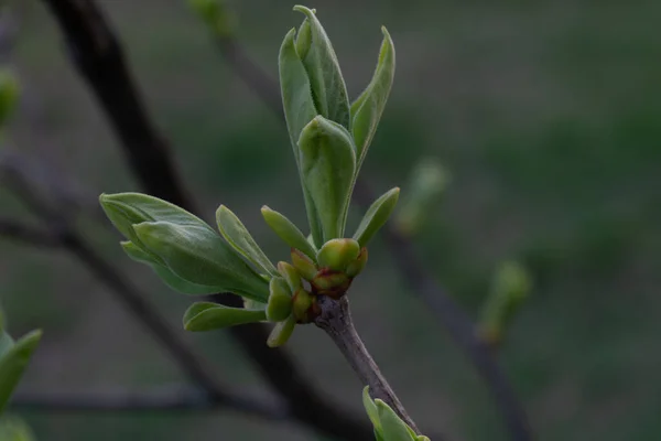 Folhagem Jovem Uma Árvore Castanha Primavera Close — Fotografia de Stock