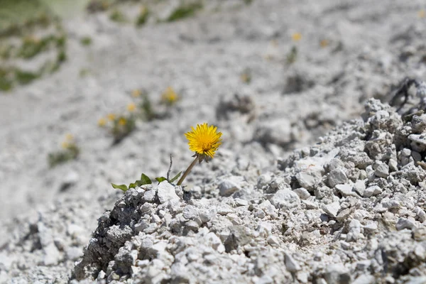 yellow dandelion growing on the ground of chalk rocks close up landscape