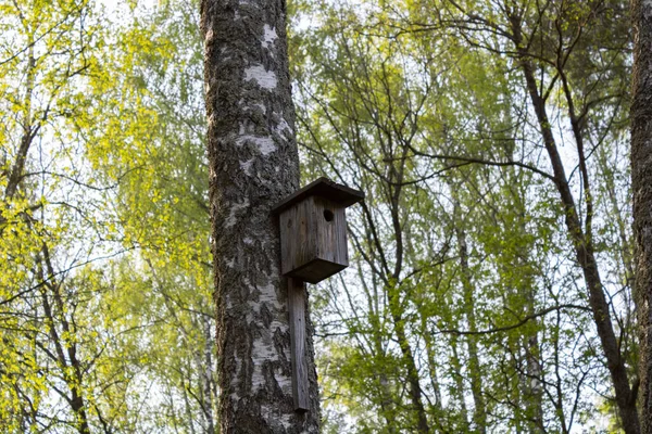 Vogelhuisje Een Berkenboom Een Heldere Heldere Heldere Dag Het Bos — Stockfoto
