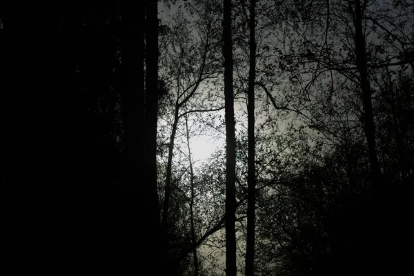 Couchers Soleil Par Temps Nuageux Dans Une Forêt Dense — Photo