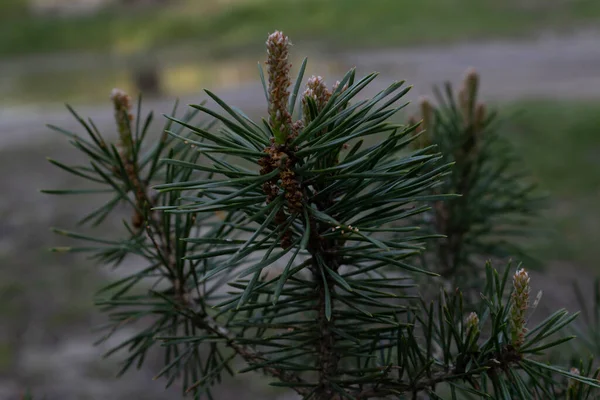 Young Pine Tree Coniferous Forest Close — Stock Photo, Image