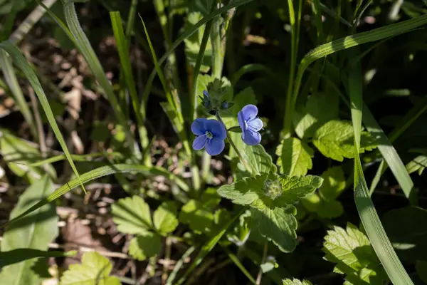 Синя Квітка Сонячний День Полі Крупним Планом — стокове фото