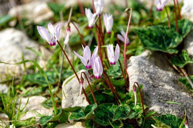 Vahşi İran siklameni (Cyclamen persicum) çiçeği. Kıbrıs