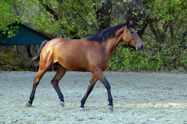 Cavallo Corsa Purosangue Sullo Sfondo Della Natura — Foto Stock
