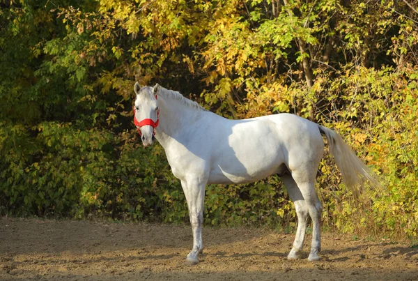 Volbloed Ras Paard Natuur Achtergrond — Stockfoto