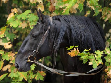 Sonbahar ormanlarında Karachay at portresi