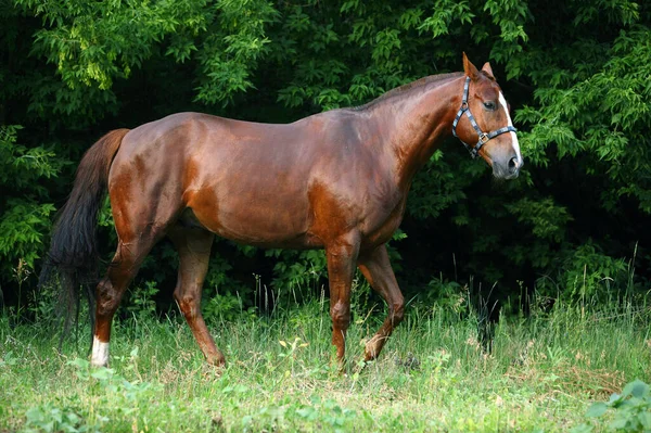 Passeggiate Cavallo Hannover Poco Prima Della Sera Estate Nel Recinto — Foto Stock