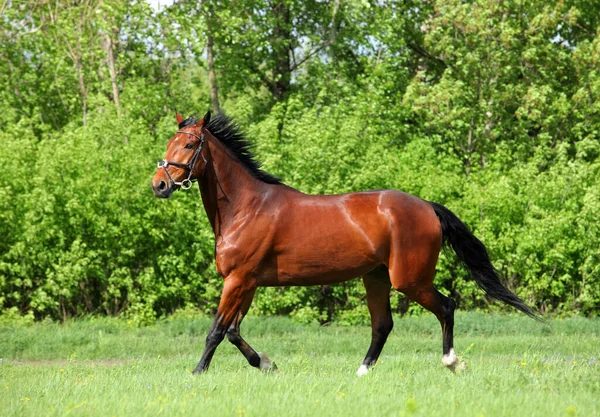 Sports Horse Galloping Summer Farm — Stock Photo, Image