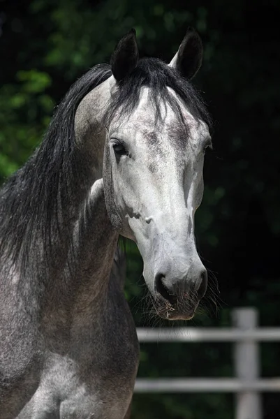 Grau Gefleckte Pferd Sommer Dunklen Wäldern Porträt — Stockfoto