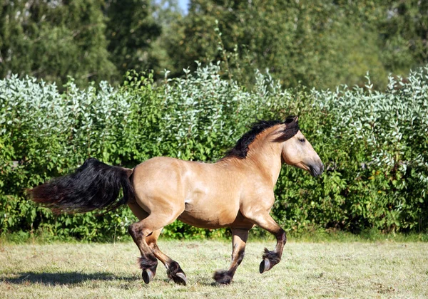 Hard Werkende Boeren Paso Fino Paard Galoppeert Kraal — Stockfoto