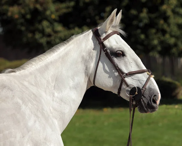 Caballo Blanco Andaluz Contra Oscuro Fondo Estable —  Fotos de Stock