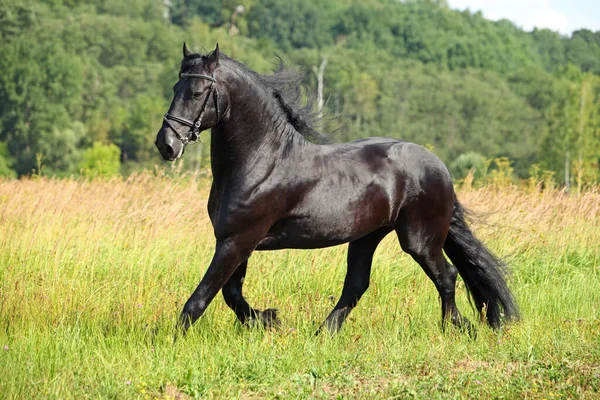 緑の野に浮かぶ野生の黒いフリジアの種牡馬 — ストック写真