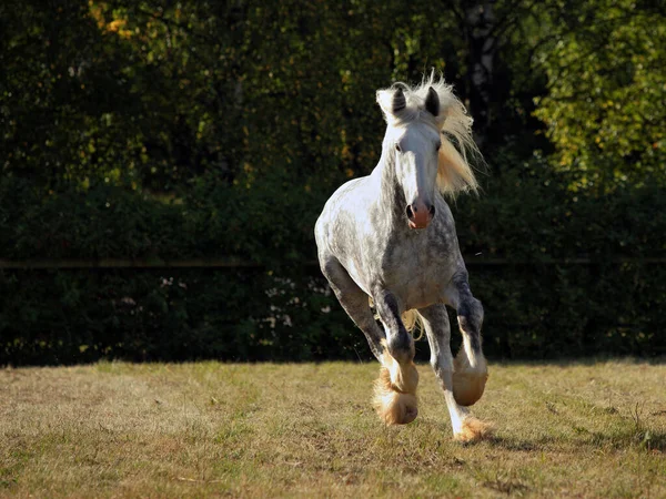 Gris Manzana Percheron Draft Caballo Galopando Prado Tarde — Foto de Stock