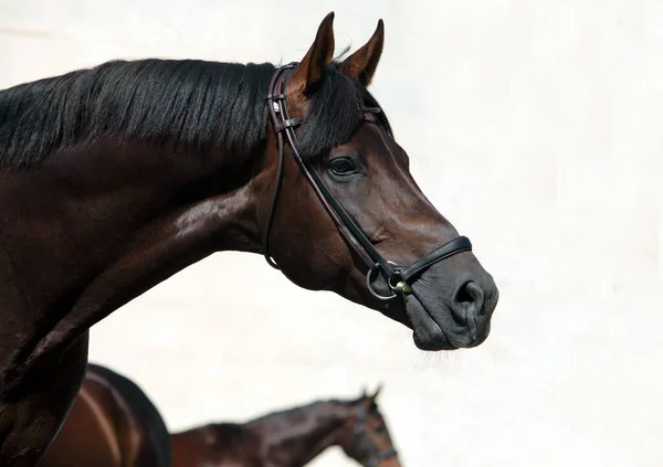 Purebred Arabian Horse Portrait Bay Mare Bridle — Foto de Stock