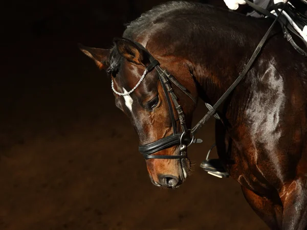 Portret Pięknego Ujeżdżenia Konia Sportowego — Zdjęcie stockowe