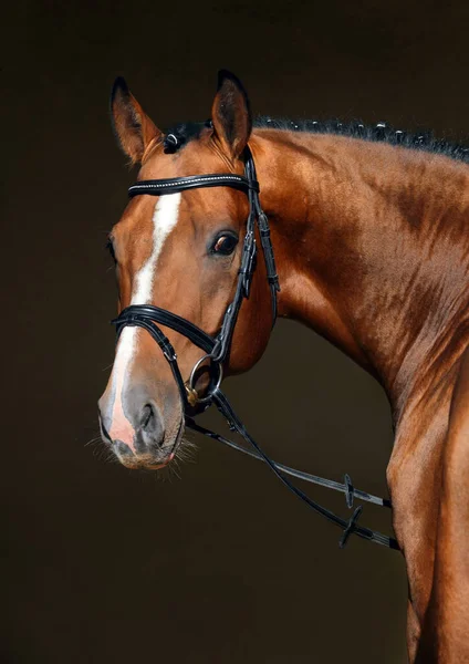 黒の戸口の背景に美しい湾のスポーツ馬のアート低キーの肖像画 — ストック写真