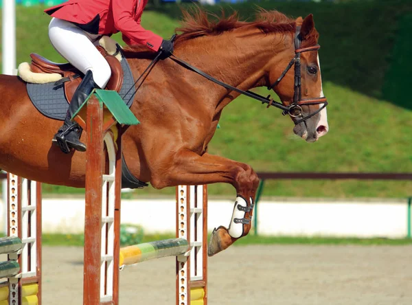 馬場馬術スポーツ馬の障害ジャンプ — ストック写真