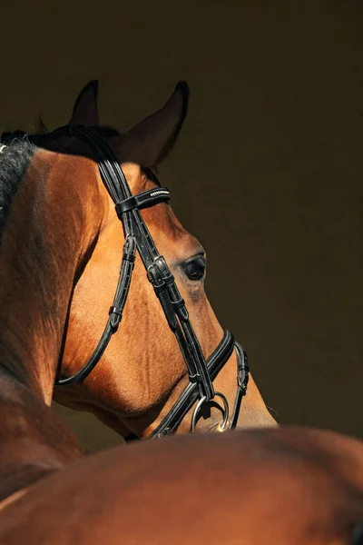 Arte Baixo Retrato Chave Bela Baía Cavalo Esportivo Fundo Porta — Fotografia de Stock