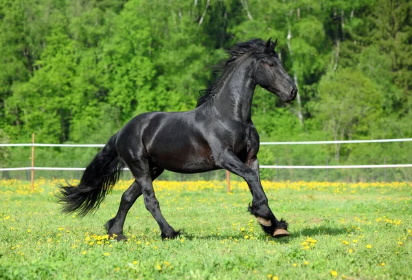 緑の野に浮かぶ野生の黒いフリジアの種牡馬 — ストック写真