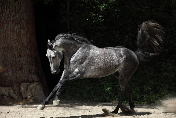 Galoppierendes Andalusisches Pferd Vor Sommerlichem Ranch Hintergrund — Stockfoto