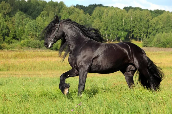 Garanhão Friesiano Preto Selvagem Galopando Campo Verde — Fotografia de Stock