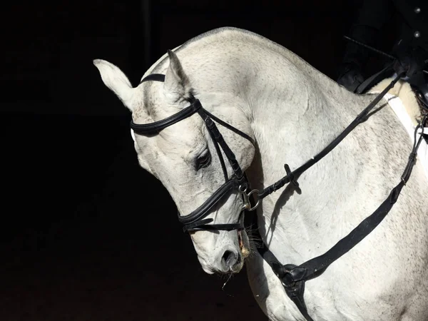 Ανδαλουσιανό Dapple Γκρι Άλογο Σέλα Πορτρέτο Κατά Σκούρο Σταθερό Φόντο — Φωτογραφία Αρχείου