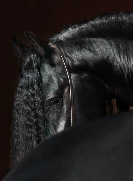 Черно Фризская Лошадь Низко Ключ Портрет Фондовый Образ — стоковое фото