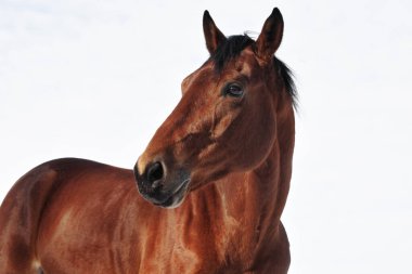 Spor yarış atı, kışın gökyüzünde portre