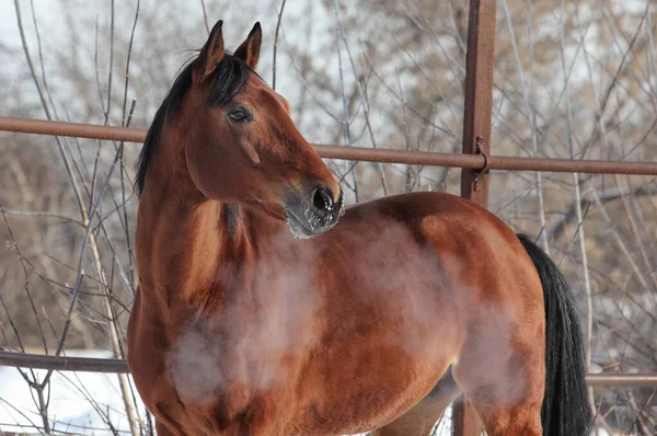 Adestramento Puro Sangue Cavalo Inverno Congelado Manhã — Fotografia de Stock