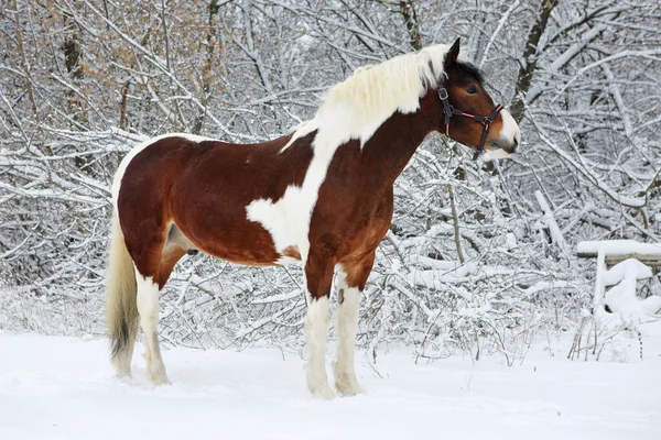 Hermosa Pintura Gypsy Vanner Caballo Invierno Nieve Parque — Foto de Stock