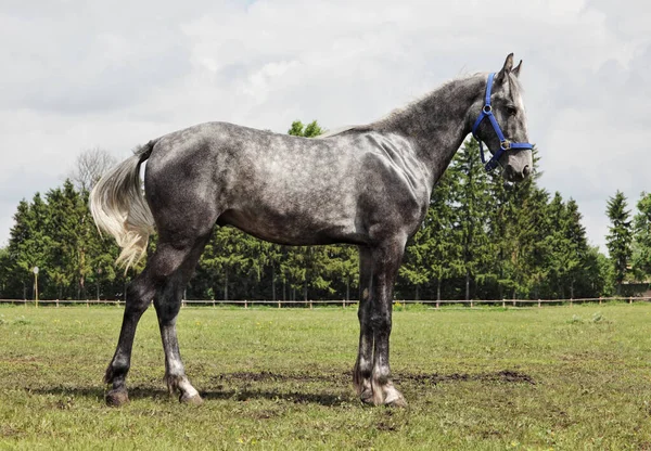 Andaluské Hříbě Španělského Koně Portrét Pozadí Přírody — Stock fotografie