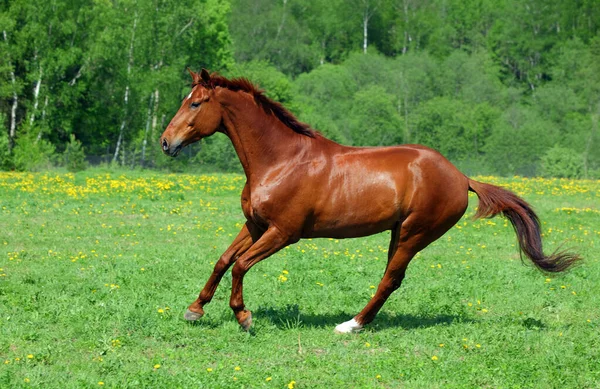 サラブレッド馬が走り 牧場の牧草地で遊ぶ — ストック写真