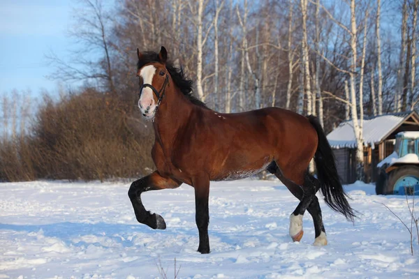 Krásný Sportovní Kůň Běží Zimní Farmě — Stock fotografie