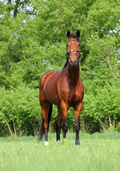 Pur Sang Cheval Course Dans Fond Nature — Photo