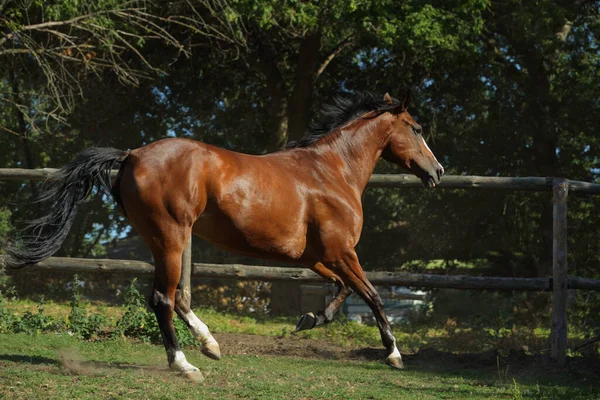 Castanha Dressage Cavalo Esporte Correndo Paddock Rancho — Fotografia de Stock