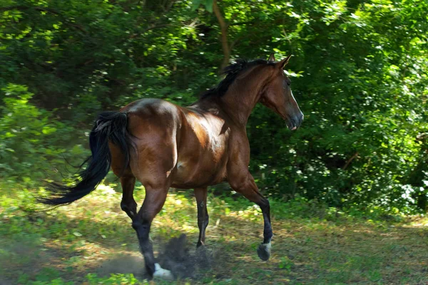 Каштановый Выездной Спортивный Конь Бегающий Загоне Ранчо — стоковое фото