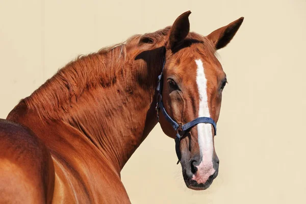 Cavalo Árabe Raça Pura Retrato Uma Égua Baia Com Freio — Fotografia de Stock