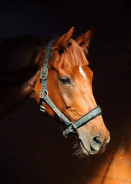 Vestido Árabe Corrida Cavalo Baixo Chave Retrato Interior Estável — Fotografia de Stock