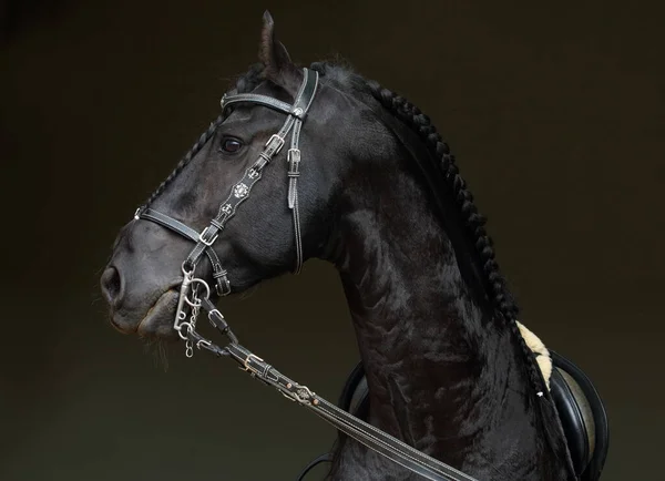 Portrait Cheval Noir Frison Dans Une Étable Sombre — Photo