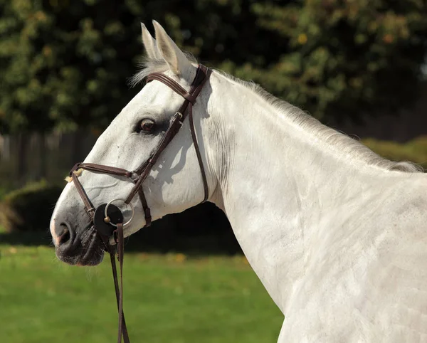 Portrait Cheval Selle Holstein Fond Vert Été — Photo