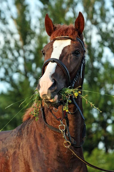 Cavalo Árabe Comendo Grama Verde Suave Campo — Fotografia de Stock