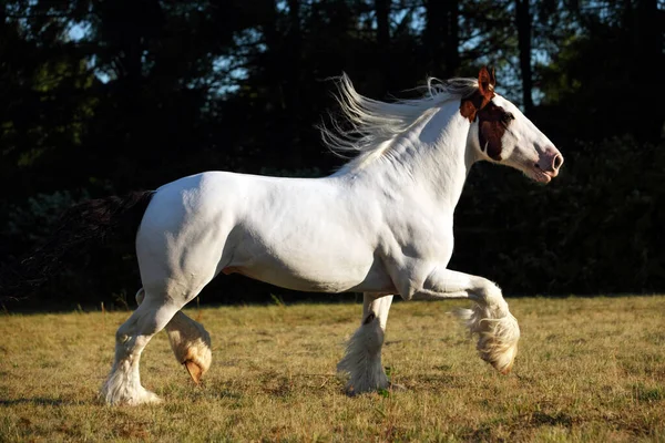 Drum Horse Stallion Runs Gallop Evening Meadow — Stock Photo, Image