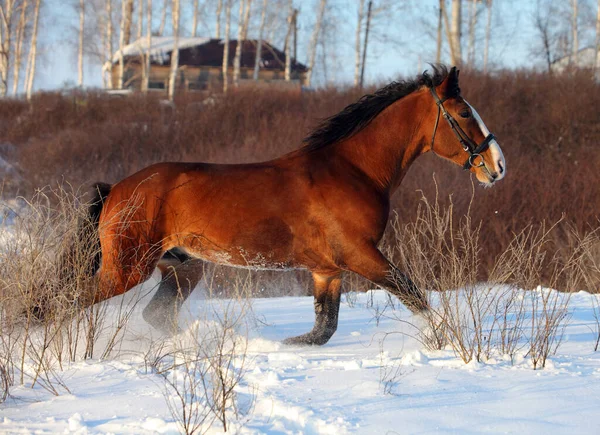 湾色纯种马儿在冬季种马场飞奔 — 图库照片