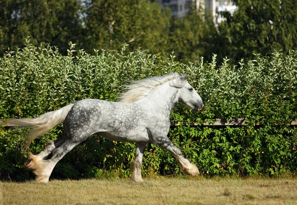 Shire Draft Horse Stallion Galloping Corral — Stock Photo, Image