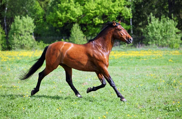 農場でのベイスポーツ馬のギャロップ — ストック写真