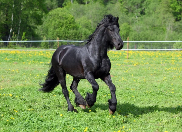 Garanhão Friesiano Preto Selvagem Galopando Campo Verde — Fotografia de Stock