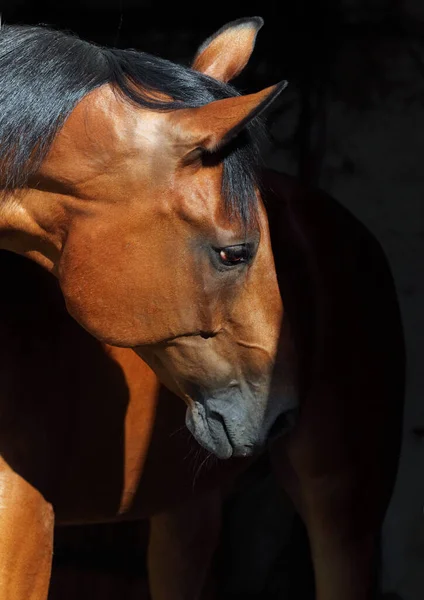 Bay Trakehner Cavalo Fundo Escuro Estável — Fotografia de Stock