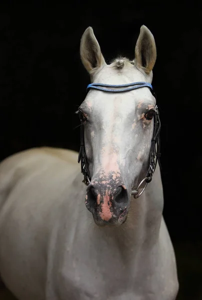 Caballo Blanco Andaluz Fondo Oscuro — Foto de Stock