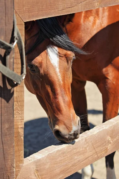 Cavalo Puro Baía Sangue Contra Cerca Madeira Currale Fundo — Fotografia de Stock