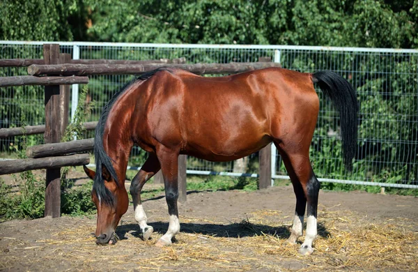 Plnokrevník Bay Kůň Proti Dřevěnému Plotu Corrale Pozadí — Stock fotografie